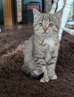 5 süße Maine coon Perser EKH katzen - Kyritz