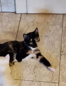 Einzigartige, eher kleine Glückskatze (mehrfarbig) ❤️❤️❤️ - Südlohn