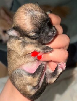 Chihuahua Welpen - Düsseldorf