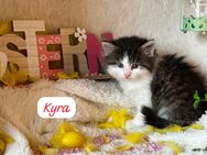 Kyra sucht liebevolles zu Hause - Dreis-Brück