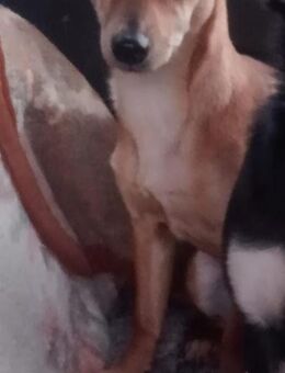 SUSI 💜💜💜 Möchte spielen und toben - Bad Karlshafen