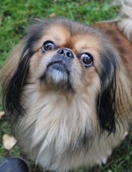 Rudolf kleiner Pekinese mit großem Her - Neuhausen (Spree)