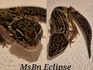 Leopardgecko Weibchen Enz23 - Montabaur