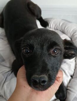 ❤️Zuckersüßer Welpe Rosie❤️ - Eislingen (Fils)