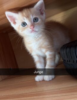 5 kitten - Hettstedt
