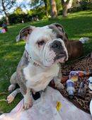 Old english Bulldog in 22119