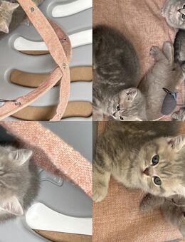 Bkh Kitten abzugeben! - Dortmund Alt-Scharnhorst