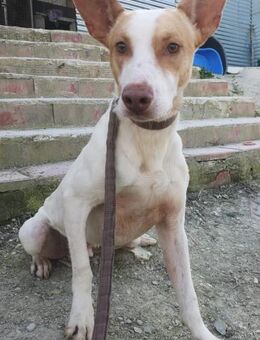 Newton, noch schüchtern - Balingen