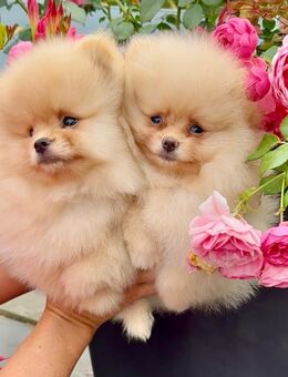 Zwergspitz Pomeranian, sehr hübsche Welpen reinrassig - Saarbrücken