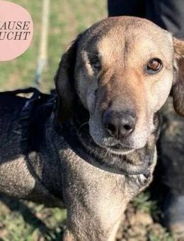 Menschenbezogene NIABI sucht Familie❤️ - Saarbrücken