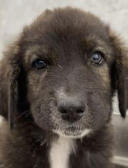 Luwin, geb. ca. 05/2024, GRIECHENLAND - Markdorf