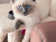 Reinrassiger Ragdoll - Berlin Charlottenburg-Wilmersdorf