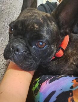 Frieda sucht ihre Familie - Ennepetal (Stadt der Kluterhöhle)