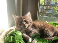 🐾 Wunderschöne Maine Coon x BKH Kitten abzugeben – ab 14. Mai bereit für ein liebevolles Zuhause! 🐾 - Mainz
