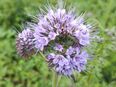 Phacelia Büschelschön Bienenfreund Büschelblume als Gründüngung Phaceliasamen Bodendüngung für bessere Erde Biene Insektenfreund heimisches Saatgut Geschenk SWR Treffpunkt in 74629