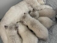Süße BKH-Kitten - Nürnberg