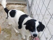 Silas sucht ein nettes Zuhause - Blankenheim (Nordrhein-Westfalen)