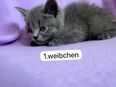 BKH Kitten suchen Familie in 50171