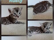 Fantastische Bengal Kitten, silver, smoke und melanistic - Haßloch