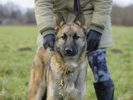 Cooper ein lebenslustiger Hund - Lübeck