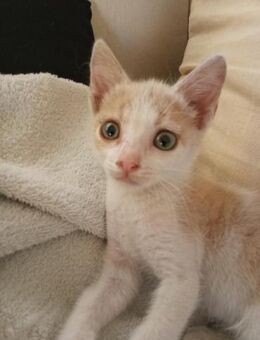 Gisell aus dem Tierschutz - Grevenbroich