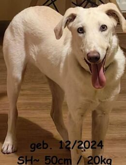 Ricky - charmanter Futterdieb - Rinteln