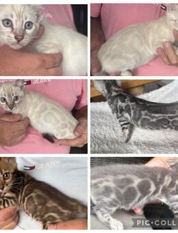 Exklusive Bengal Kitten mit Stammbaum - Dortmund