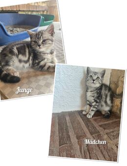 Bkh kitten Whiskas 2 Stück ab sofort - Oberndorf (Neckar)