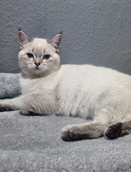 2 Bkh kitten suchen ein schönes Zuhause - Berlin Mitte
