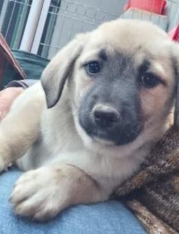 Joy - sehr menschenbezogen (C) - Ludwigshafen (Rhein)