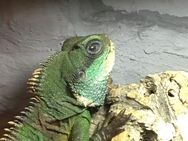 Grüne Wasseragame mit Vollglasterrarium - Lüdenscheid