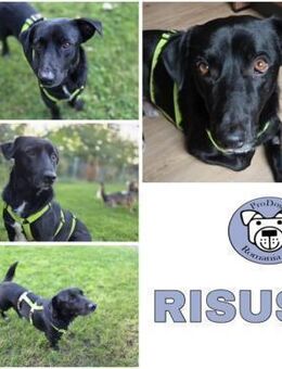 RISUS -ruhig & verschmust- - Duisburg