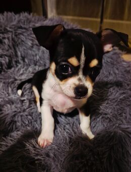 Chihuahua Rüde - Hamm