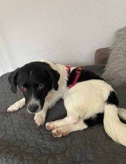 Polly sucht ihr Für-Immer-Zuhause - Koblenz