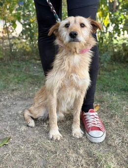 Norman - sucht ein Zuhause für immer! - Köln