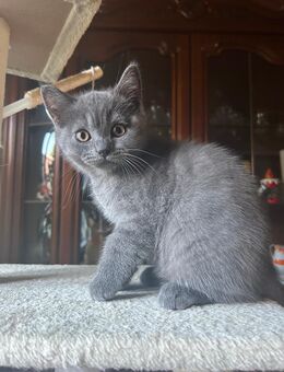 BKH Babykatzen - Homburg