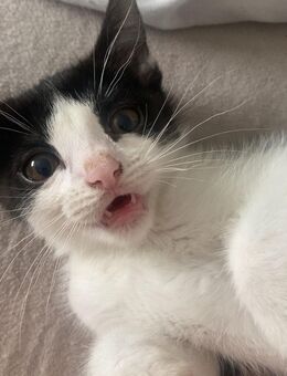 Zwei europäische Kurzhaar Kater - Kirchheim (Weinstraße)
