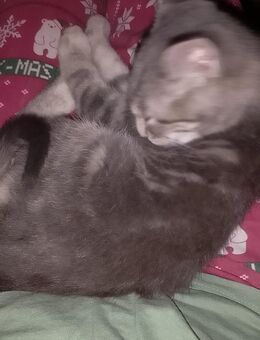 Baby Katze - Krefeld