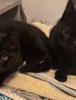 British Kurzhaar Kitten BKH - München Schwanthalerhöhe