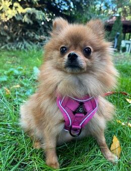 🌟 Bibi kleine Pomeranian-Prinzessin - Kassel