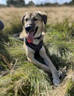 Miles - freundlicher, junger Rüde auf PS - Berlin