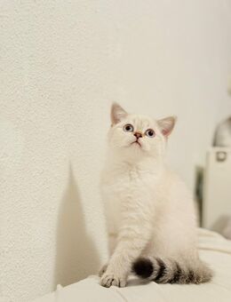 British Kurzhaar - Weiblich katze - Aachen