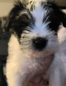 Welpen suchen ein Zuhause Jack Russel Havaneser Malteser mix - Hetlingen