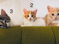 3 hübsche Kätzchen, Katzen, Kitten, Glückskatze suchen ein Zuhause - Ichenhausen