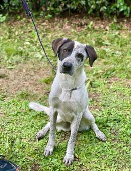 PIRAT🧡liebt es mit Menschen zu arbeiten - Herxheim (Landau)