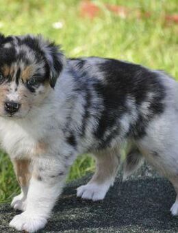 Australian Shepherd Welpen mit ASCA Pap. suchen ein verantwortungsvolles Zuhause - Wanderup
