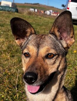 Pax sucht dringend eine Pflegestelle - Schwaig (Nürnberg)