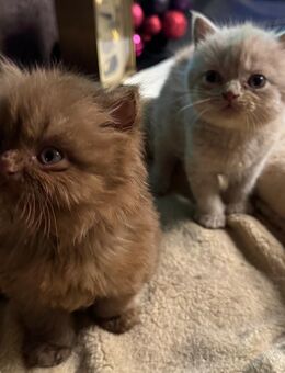 BKH Kitten - Dortmund