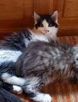 Süße Kätzchen Katzenbaby Kitten ab sofort abzugeben - Wittibreut