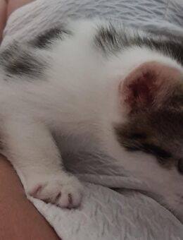 Katzenbaby Sucht neues Zuhause - Walldorf (Baden-Württemberg)